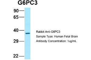 Host: Rabbit Target Name: G6PC3 Sample Type: Human Fetal Brain Antibody Dilution: 1.