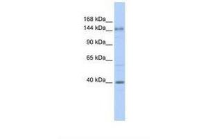 Image no. 1 for anti-Adenylate Cyclase 10 (Soluble) (ADCY10) (AA 396-445) antibody (ABIN6738363) (ADCY10 anticorps  (AA 396-445))