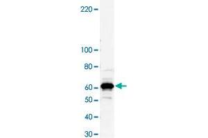 Western blot analysis of bacterial lysate of MBP-fused antigen protein with Myst4 polyclonal antibody . (KAT6B anticorps)