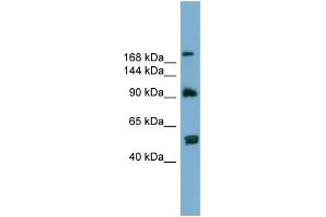 WB Suggested Anti-ATG2A  Antibody Titration: 0. (ATG2A anticorps  (N-Term))
