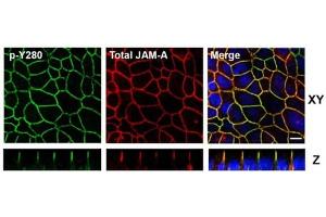 Confocal Immunofluorescence Microscopy of Rabbit Anti-JAM-A pY280 antibody in polarized epithelial cells.