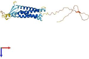 AlphaFold protein structure predicition of Mouse Recombinant Cldn18 Protein, UniprotID P56857