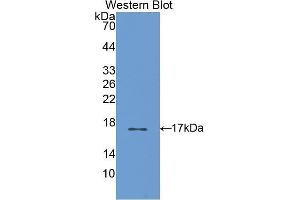Western Blotting (WB) image for anti-S100 Calcium Binding Protein A3 (S100A3) (AA 1-101) antibody (ABIN1175369)