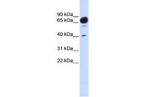 WB Suggested Anti-MAN1A2 Antibody Titration:  0. (MAN1A2 anticorps  (Middle Region))