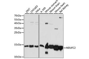 Western blot analysis of extracts of various cell lines, using NDUFC2 antibody (ABIN6293685) at 1:1000 dilution. (NDUFC2 anticorps)