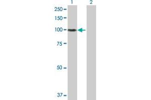 Western Blot analysis of ITGB5 expression in transfected 293T cell line by ITGB5 MaxPab rabbit polyclonal antibody.