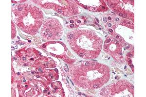 Anti-UBE2N antibody IHC of human kidney. (UBE2N anticorps  (C-Term))