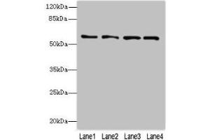 Western blot All lanes: FLAD1 antibody at 4 μg/mL Lane 1: K562 whole cell lysate Lane 2: HepG2 whole cell lysate Lane 3: MDA-MB-231 whole cell lysate Lane 4: Hela whole cell lysate Secondary Goat polyclonal to rabbit IgG at 1/10000 dilution Predicted band size: 66, 55, 50, 33, 37 kDa Observed band size: 66 kDa (FAD Synthetase anticorps  (AA 1-490))