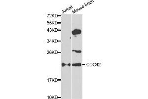 Western blot analysis of extracts of various cell lines, using CDC42 antibody (ABIN5970534) at 1/1000 dilution. (CDC42 anticorps)