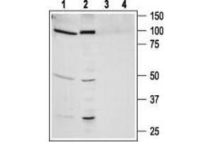Western blot analysis of human lung carcinoma NCI-H526 (lanes 1 and 3) and human prostate carcinoma PC-3 (lanes 2 and 4) cell line lysates: - 1,2. (NMBR anticorps  (3rd Intracellular Loop))