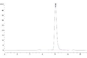 The purity of Biotinylated Human ULBP-1 is greater than 95 % as determined by SEC-HPLC.