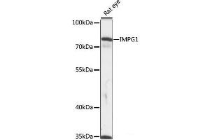 Western blot analysis of extracts of Rat eye using IMPG1 Polyclonal Antibody at dilution of 1:1000. (IMPG1 anticorps)