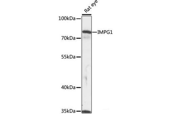 IMPG1 antibody