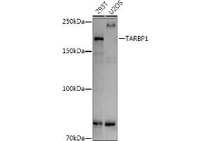 Western blot analysis of extracts of various cell lines, using T antibody (ABIN7270728) at 1:1000 dilution. (TARBP1 anticorps)