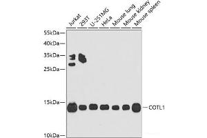 Western blot analysis of extracts of various cell lines using COTL1 Polyclonal Antibody at dilution of 1:1000. (COTL1 anticorps)