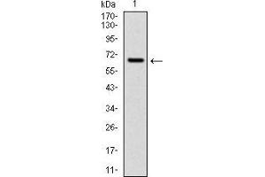 Western blot analysis using CYP1A1 mAb against human CYP1A1 (AA: 203-461) recombinant protein.