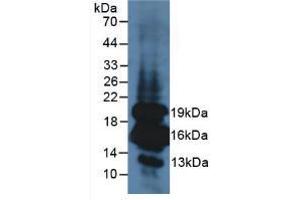 Western blot analysis of Mouse Pancreas Tissue. (Insulin anticorps  (AA 25-110))