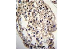 DHCR7 Antibody (C-term) (ABIN655399 and ABIN2844946) immunohistochemistry analysis in formalin fixed and paraffin embedded human testis tissue followed by peroxidase conjugation of the secondary antibody and DAB staining.