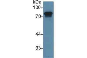 Detection of HRG in Porcine Liver lysate using Polyclonal Antibody to Histidine Rich Glycoprotein (HRG)