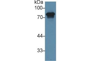 Detection of HRG in Porcine Liver lysate using Polyclonal Antibody to Histidine Rich Glycoprotein (HRG) (HRG anticorps  (AA 18-254))
