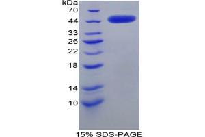 SDS-PAGE analysis of Rat CRH Protein. (CRH Protéine)