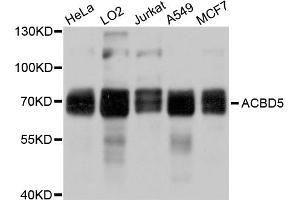 Western blot analysis of extracts of various cell lines, using ACBD5 antibody. (ACBD5 anticorps)