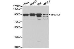 Western Blotting (WB) image for anti-MAD1 Mitotic Arrest Deficient-Like 1 (MAD1L1) antibody (ABIN1873580) (MAD1L1 anticorps)