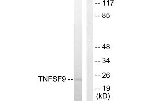 Western blot analysis of extracts from HUVEC cells, using TNFSF9 antibody. (TNFSF9 anticorps  (Internal Region))