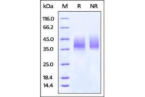 Biotinylated Human B7-H5 on SDS-PAGE under reducing (R) and no-reducing (NR) conditions.