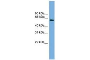 Image no. 1 for anti-Kruppel-Like Factor 11 (KLF11) (AA 151-200) antibody (ABIN6744644) (KLF11 anticorps  (AA 151-200))