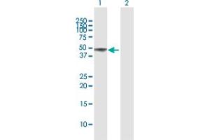 Western Blot analysis of BAG5 expression in transfected 293T cell line by BAG5 MaxPab polyclonal antibody.