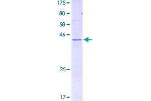 Image no. 1 for FUN14 Domain Containing 2 (FUNDC2) (AA 1-189) protein (GST tag) (ABIN1354513)