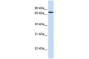 WB Suggested Anti-HS2ST1 Antibody Titration:  0. (HS2ST1 anticorps  (N-Term))