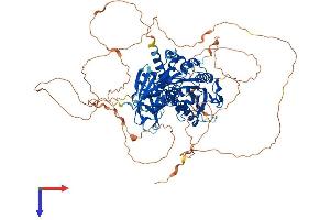 AlphaFold protein structure predicition of Human Recombinant AGBL5 Protein, UniprotID Q8NDL9