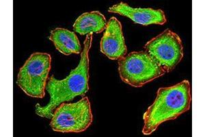 Immunofluorescence analysis of GC-7901 cells using YWHAB mouse mAb (green).