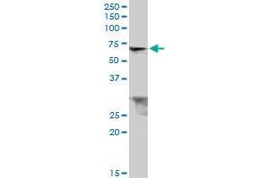 TRIM26 MaxPab polyclonal antibody.