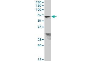 TRIM26 MaxPab polyclonal antibody. (TRIM26 anticorps  (AA 1-539))