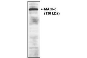 Image no. 1 for anti-Membrane Associated Guanylate Kinase, WW and PDZ Domain Containing 3 (MAGI3) antibody (ABIN264919) (MAGI3 anticorps)