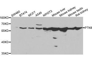 Western blot analysis of extracts of various cell lines, using PTK6 antibody. (PTK6 anticorps)