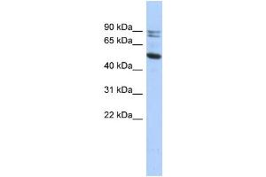 WB Suggested Anti-CAPN10 Antibody Titration: 0. (CAPN10 anticorps  (N-Term))