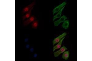 ABIN6256220 and ABIN6267281 staining HepG2 cells(30 min of 4uM Forskolin treatment) by IF/ICC. (RAF1 anticorps  (pSer259))