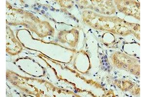 Immunohistochemistry of paraffin-embedded human kidney tissue using ABIN7146050 at dilution of 1:100 (CLEC11A anticorps  (AA 22-323))