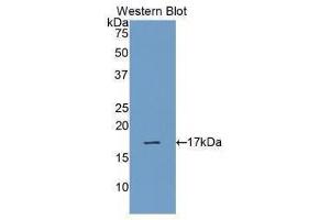 Western Blotting (WB) image for anti-Ribonuclease, RNase A Family, 1 (Pancreatic) (RNASE1) (AA 29-156) antibody (ABIN1078491) (RNASE1 anticorps  (AA 29-156))