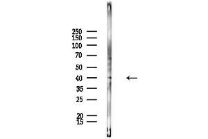 Western blot analysis of lysates from Rat liver, using GNAL Antibody at 1/1000 dilution.