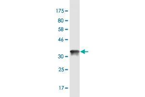 Western Blot detection against Immunogen (36.