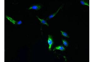 Immunofluorescent analysis of Hela cells using ABIN7166225 at dilution of 1:100 and Alexa Fluor 488-congugated AffiniPure Goat Anti-Rabbit IgG(H+L) (TTYH1 anticorps  (AA 50-178))