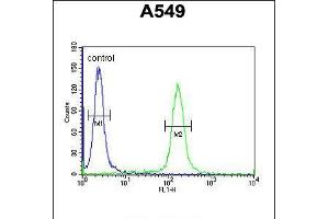 Flow cytometric analysis of A549 cells (right histogram) compared to a negative control cell (left histogram). (KLHL9 anticorps  (AA 299-326))