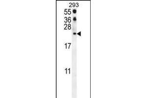 CCL21 Antibody (Center) (ABIN654093 and ABIN2843979) western blot analysis in 293 cell line lysates (35 μg/lane). (CCL21 anticorps  (AA 23-52))