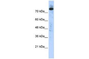 Western Blotting (WB) image for anti-Phospholipase D2 (PLD2) antibody (ABIN2458301) (Phospholipase D2 anticorps)