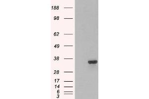 HEK293 overexpressing PSMF1 (ABIN5437750) and probed with ABIN184933 (mock transfection in first lane).